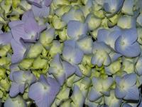 Hydrangea macrophylla